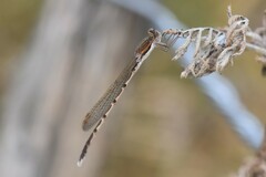 Sympecma fusca