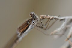 Sympecma fusca