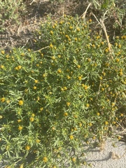 Dyssodia papposa