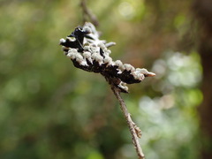 Hypogymnia tubulosa