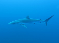 Carcharhinus falciformis