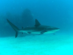 Carcharhinus perezii