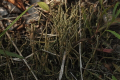 Cladonia cornuta