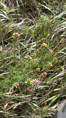 Lespedeza virginica