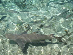 Negaprion brevirostris