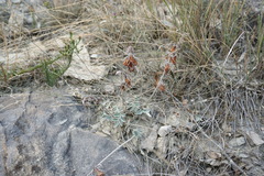 Hedysarum candidum