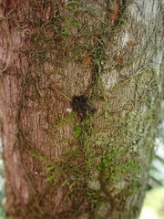 Scytinium polycarpum