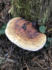 Fomitopsis mounceae