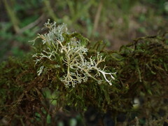 Sphaerophorus tuckermanii