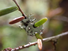 Hypotrachyna sinuosa