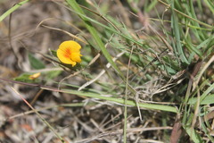 Zornia thymifolia