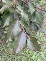 Prunus americana