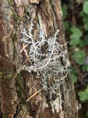 Sphaerophorus tuckermanii