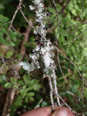 Cetrelia cetrarioides