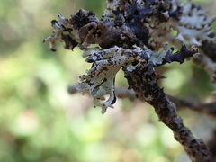 Hypogymnia physodes