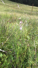 Eriophorum angustifolium