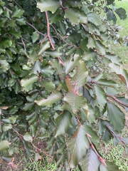 Prunus americana
