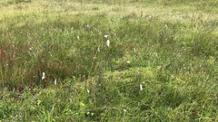 Eriophorum angustifolium
