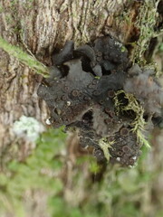 Scytinium polycarpum