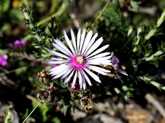 Cleretum bellidiforme