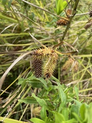 Carex lurida