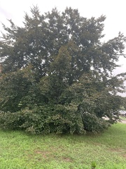 Prunus americana