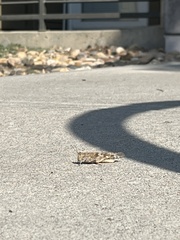 Trimerotropis pallidipennis