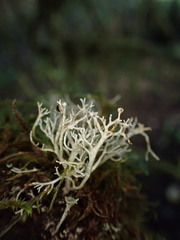 Sphaerophorus tuckermanii