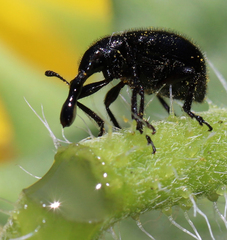 Haplorhynchites aeneus