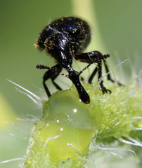 Haplorhynchites aeneus