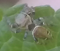 Salticidae