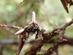 Menegazzia subsimilis