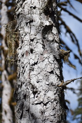 Picea sitchensis