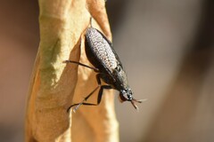 Coremacera marginata