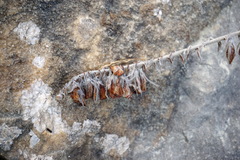 Hedysarum candidum