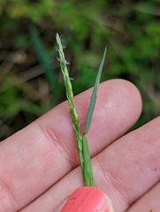 Digitaria ciliaris