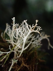 Sphaerophorus tuckermanii