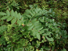 Sorbus sitchensis