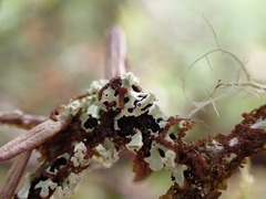 Menegazzia subsimilis