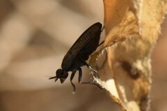 Coremacera marginata