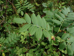 Sorbus sitchensis