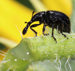 Haplorhynchites aeneus