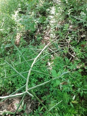 Pereskiopsis kellermanii