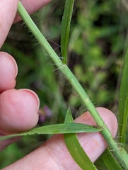 Digitaria ciliaris