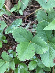 Fragaria