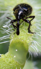 Haplorhynchites aeneus