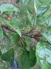 Malus coronaria