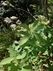 Spiraea douglasii