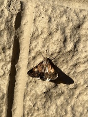Noctuoidea