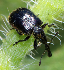 Haplorhynchites aeneus